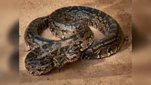 Giants of the Serpent World: Unveiling the Top 10 Largest Snakes and Their Habitats