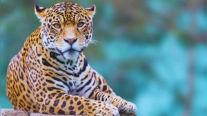 India's Leopard Hotspots: Top 5 Destinations for Guaranteed Sightings