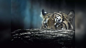 10 tiger reserves in India where 'Big Cat' encounters are almost guaranteed