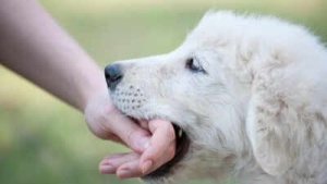 Dog Bite Emergency: Immediate Steps to Prevent Rabies Infection