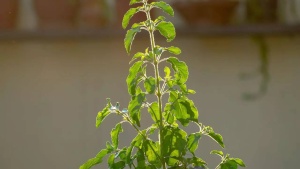 6 indoor plants that naturally stop spiders from entering your home
