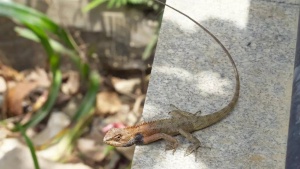 Monsoon Reptile Invasion: How to Safeguard Your Garden from Snakes and Lizards
