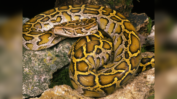 An Indian Python resting on a rocky surface.