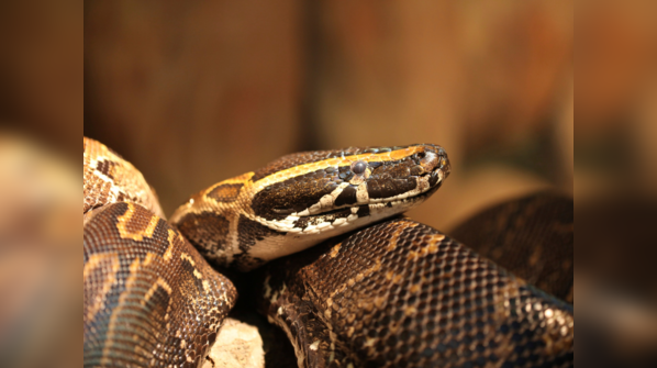 An African Rock Python slithering through the undergrowth.