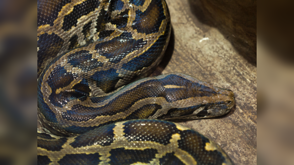 A Burmese Python coiled among foliage.