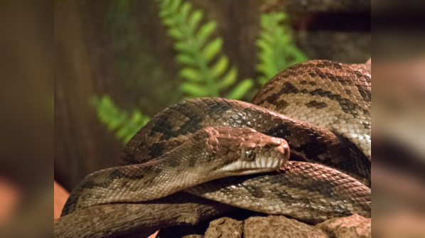 An Amethystine Python displaying its iridescent scales.