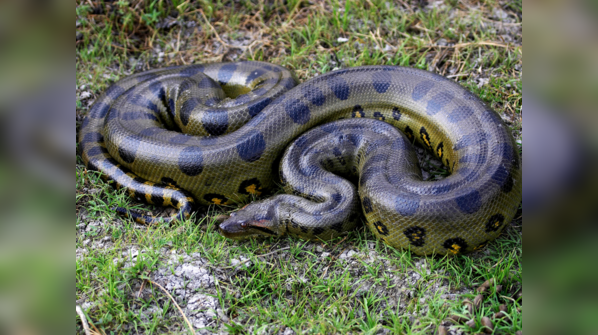A massive Green Anaconda submerged in a river.