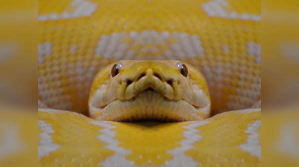 A Yellow Anaconda swimming in a murky river.