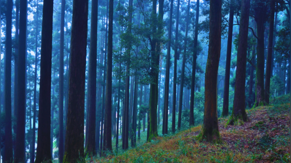 A hill station in West Bengal known for its eerie atmosphere and unsolved murders