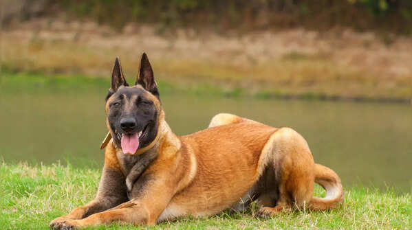 Belgian Malinois: An extremely high-energy breed best suited for experienced owners.