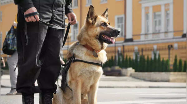 German Shepherd: A loyal but demanding breed requiring experienced handling.