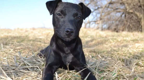 Patterdale Terrier: A high-energy breed not recommended for beginners.