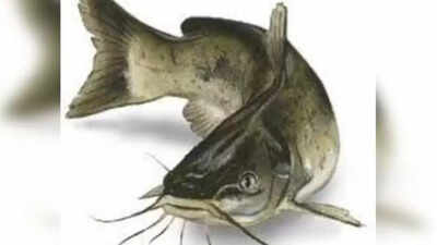 Thai Mangur fish displayed for sale.