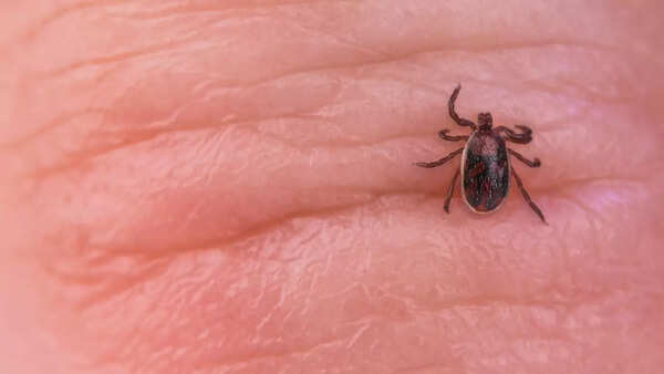 Close-up of a tick