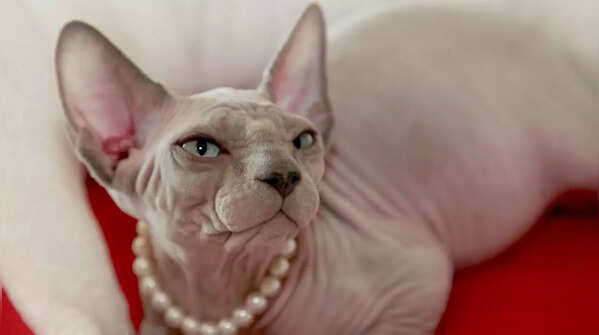 Unique Sphynx cat breed