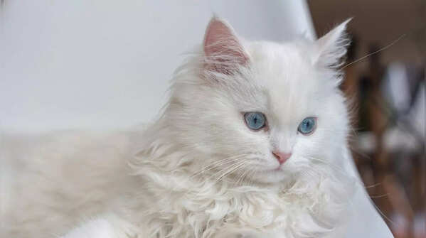 Elegant Persian cat breed