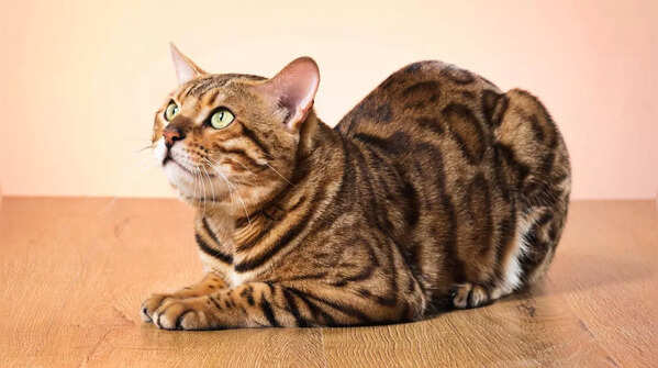 Wild-looking Bengal cat breed