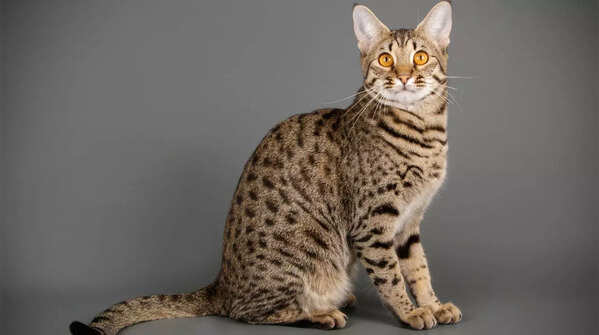 Stunning Savannah cat breed