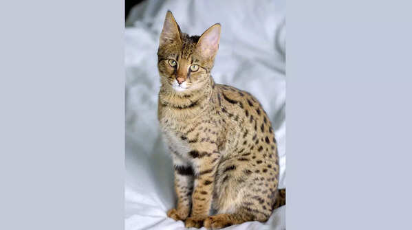 Magnificent Ashera cat breed