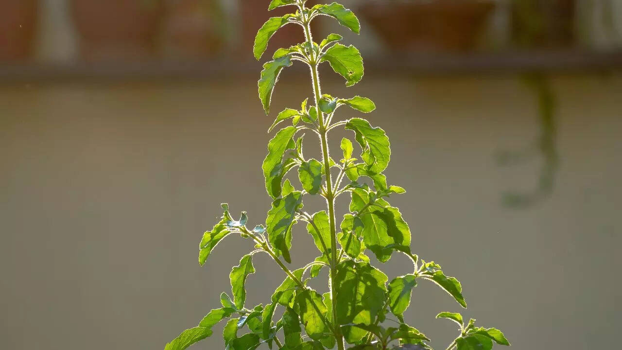 Basil