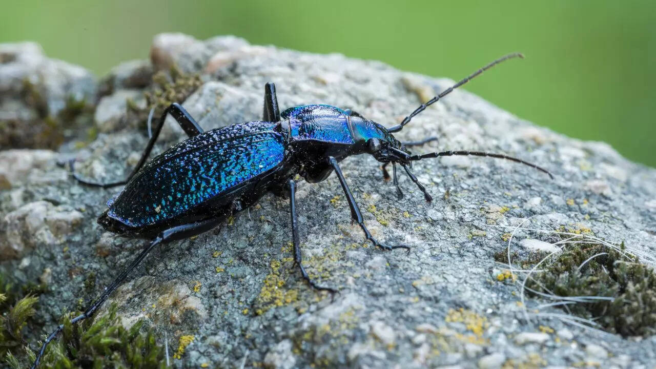Ground Beetles