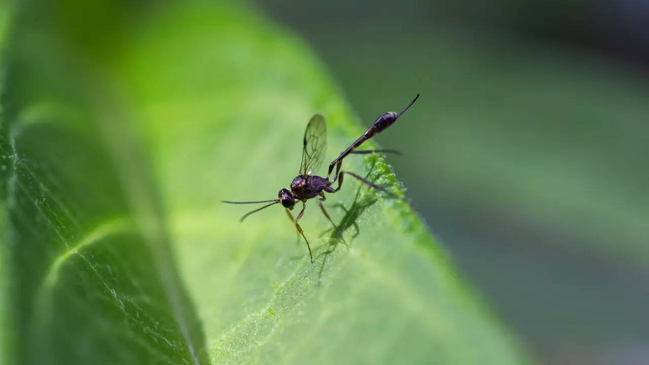 Parasitic Wasps